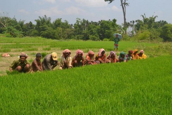 Agri Department undertakes modern techniques of cultivation Agri Department undertakes modern techniques of cultivation